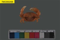 藏品(礁石假團扇蟹)的圖片